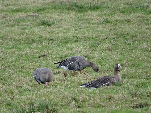 两大联赛的 两大联赛的